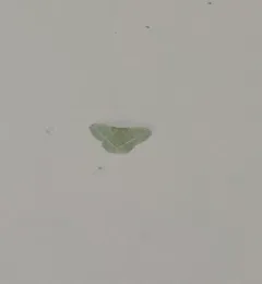 Dichorda illustraria thumbnail 4