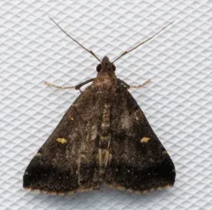 Smoky Tetanolita Moth thumbnail 4