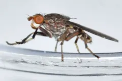 Atrichomelina pubera thumbnail 4