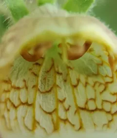 Woolly Foxglove thumbnail 4
