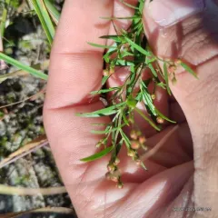 narrowleaf pinweed thumbnail 1