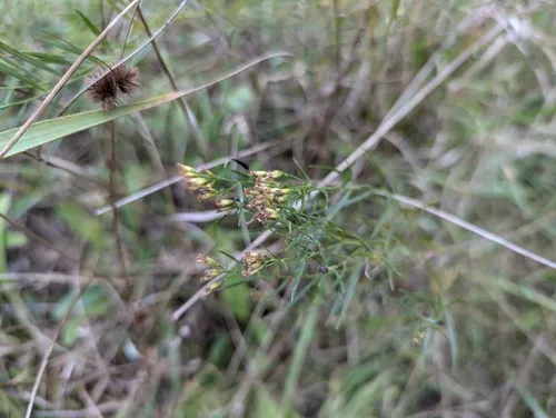 Prairie Goldenrod