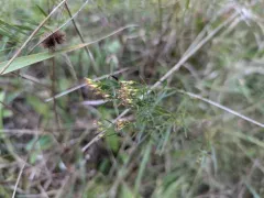Prairie Goldenrod thumbnail 1