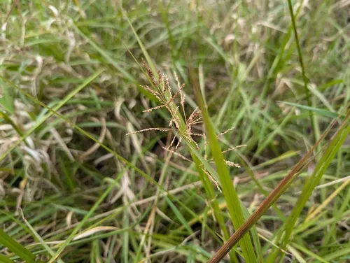 redtop panicgrass