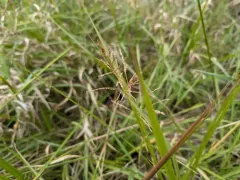 redtop panicgrass thumbnail 1