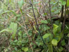 Roundfruit St. John's-wort thumbnail 1