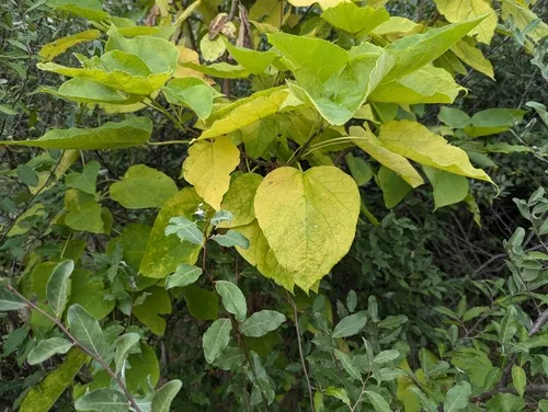 southern catalpa