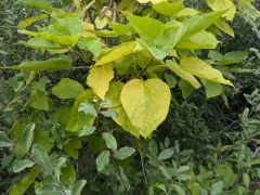 southern catalpa thumbnail 1