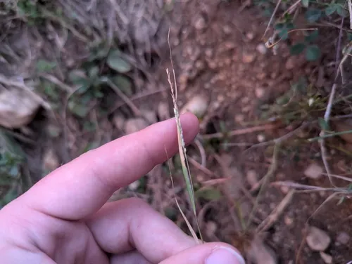 Small Dropseed