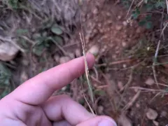 Small Dropseed thumbnail 1
