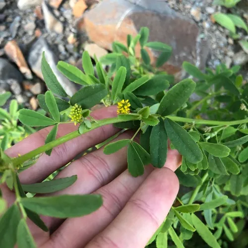 small melilot