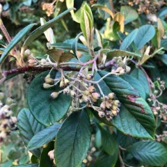Late cotoneaster thumbnail 1