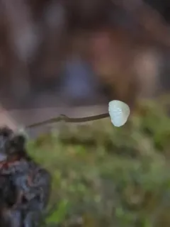 Mycena rebaudengoi thumbnail 2