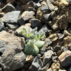 chick lupine thumbnail 3