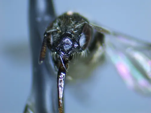 Chelostoma minutum
