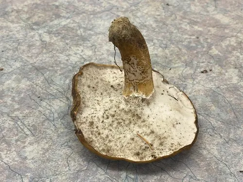 Boletopsis smithii