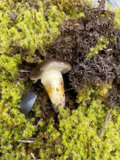 Hygrophorus calophyllus thumbnail 2
