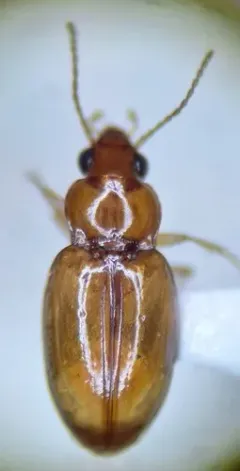 Elaphropus rapax thumbnail 1