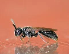 Psenulus frontalis thumbnail 1