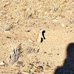 White-tailed Prairie Dog thumbnail 3
