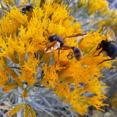 Physocephala texana thumbnail 1