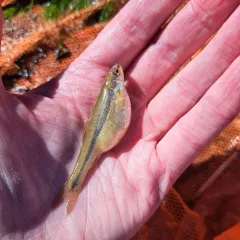 Lake Chub thumbnail 1