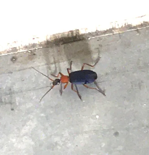 Galerita bicolor