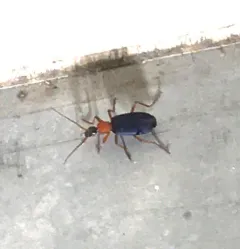 Galerita bicolor thumbnail 1