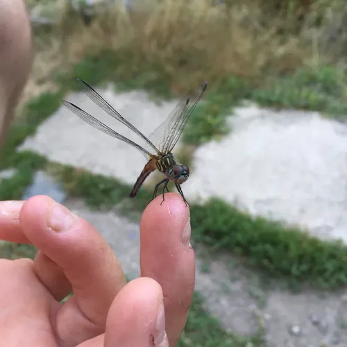 Blue Dasher