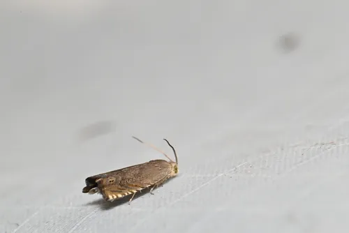 Pea Moth