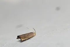 Pea Moth thumbnail 1