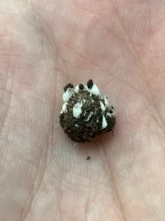 Amphichorda felina thumbnail 2