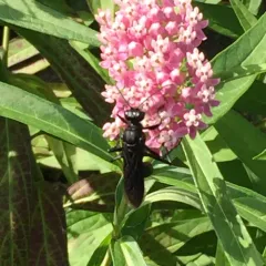 Great Black Digger Wasp thumbnail 2