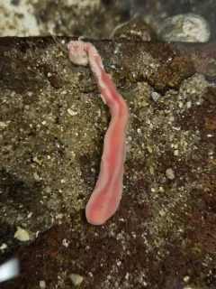 Flesh-colored Ribbon Worm thumbnail 1