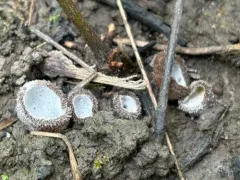 Hypomyces stephanomatis thumbnail 4
