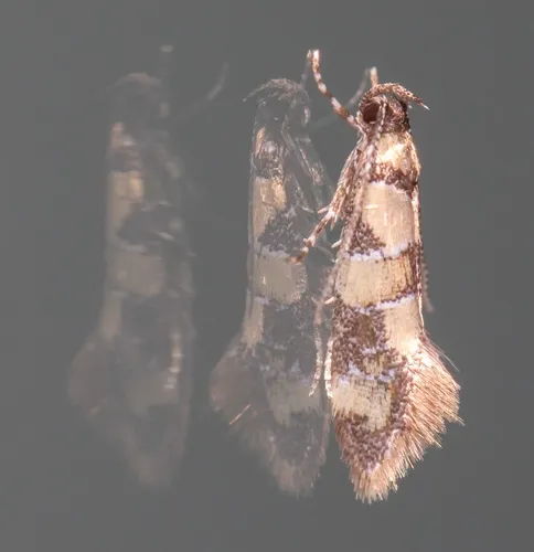 Reticulated Decantha Moth