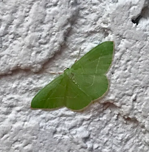 Single-lined Emerald