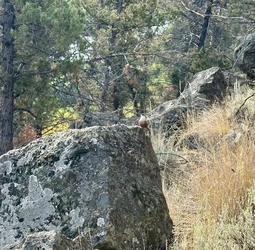 Canyon Wren