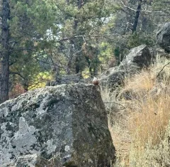 Canyon Wren thumbnail 1