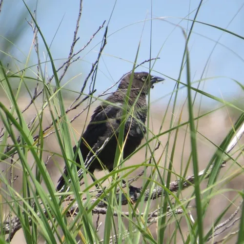 Brewer's Blackbird