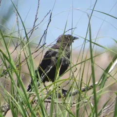 Brewer's Blackbird thumbnail 1