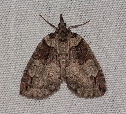 Ruddy Highflyer Moth