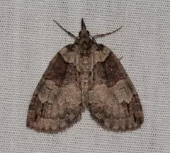 Ruddy Highflyer Moth thumbnail 1