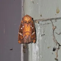 Dogbane Stem Borer Moth thumbnail 3