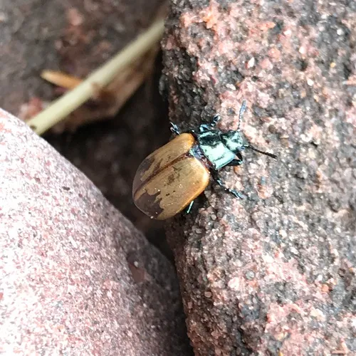 Aspen Leaf Beetle