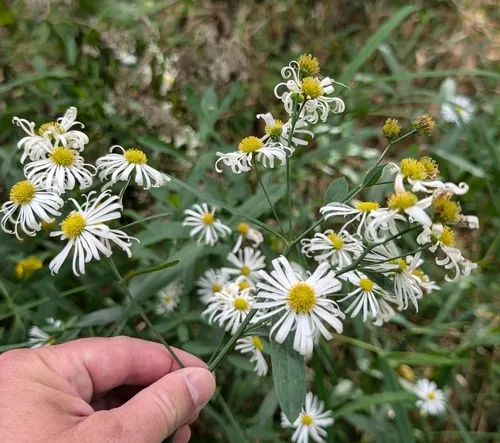 false aster