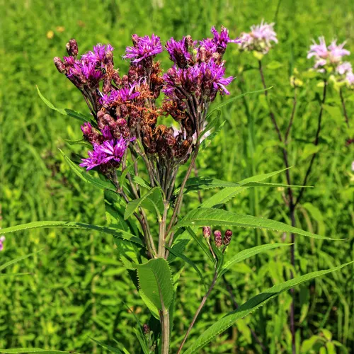 Smooth Ironweed