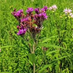 Smooth Ironweed thumbnail 1