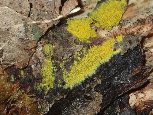 Phlebiodontia acanthocystis