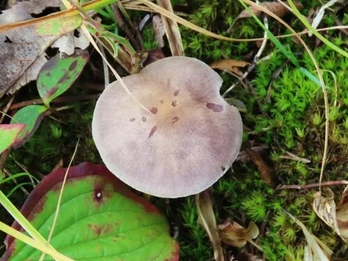 Cortinarius anocorium